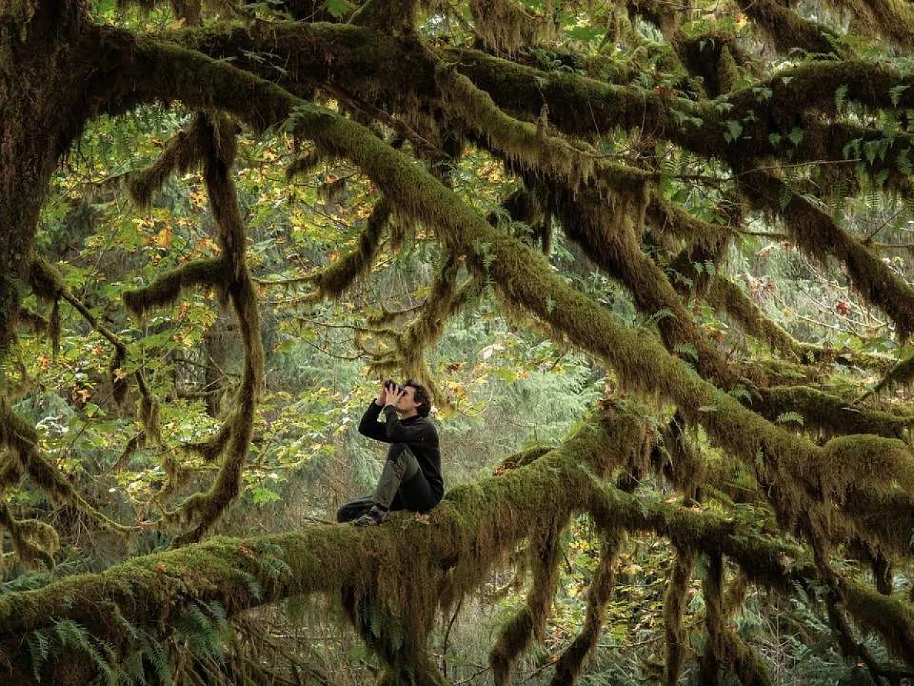 Le Chant des Forets foto2