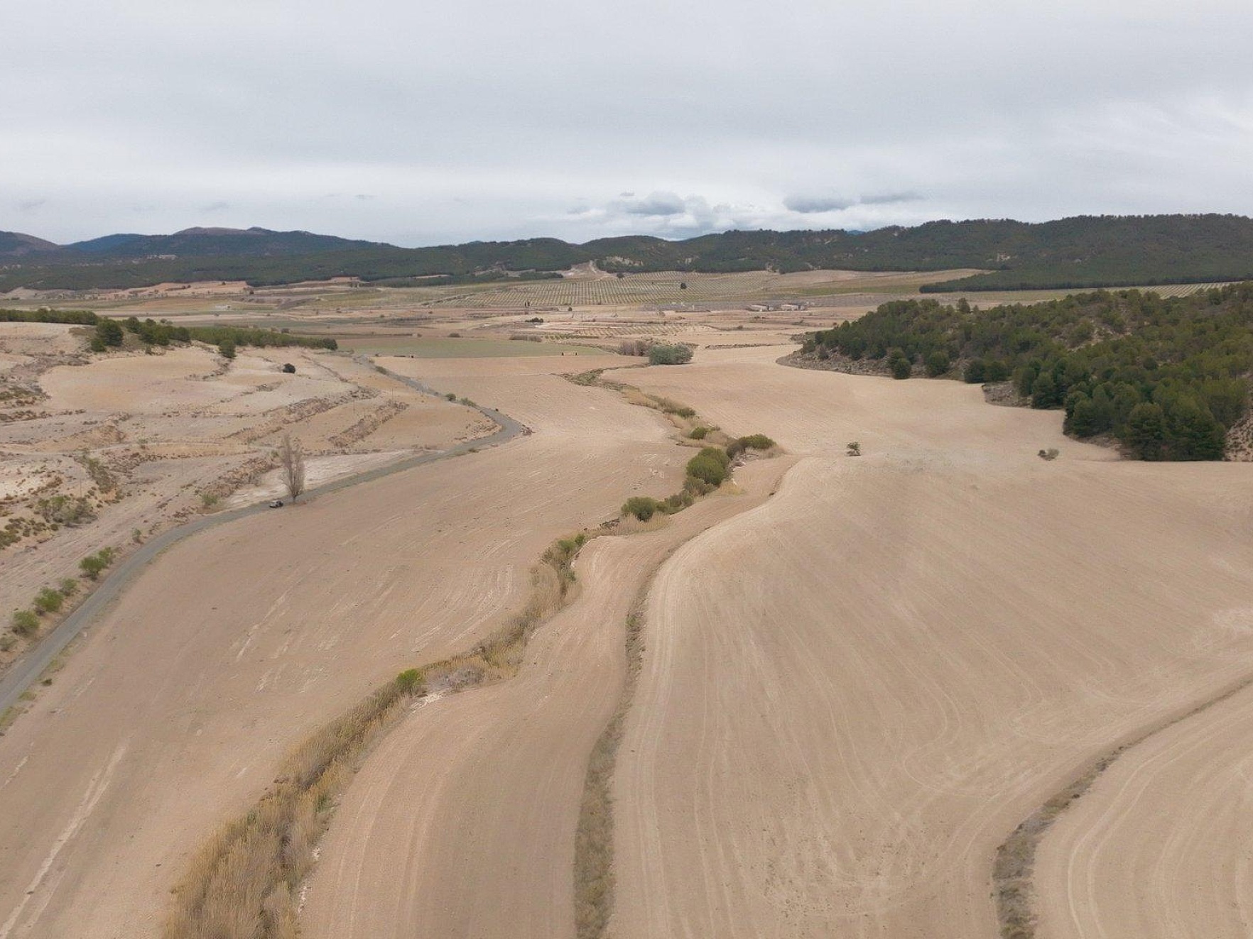 Eat trees 11