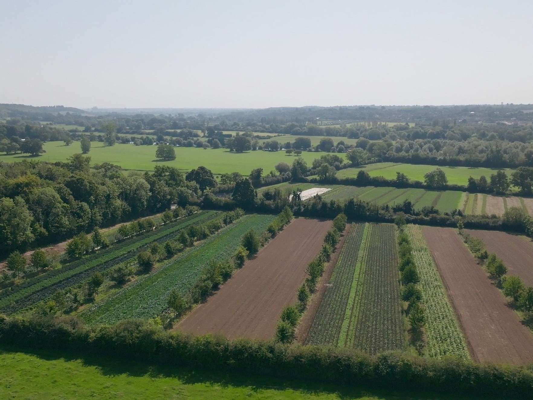 Eat trees 13