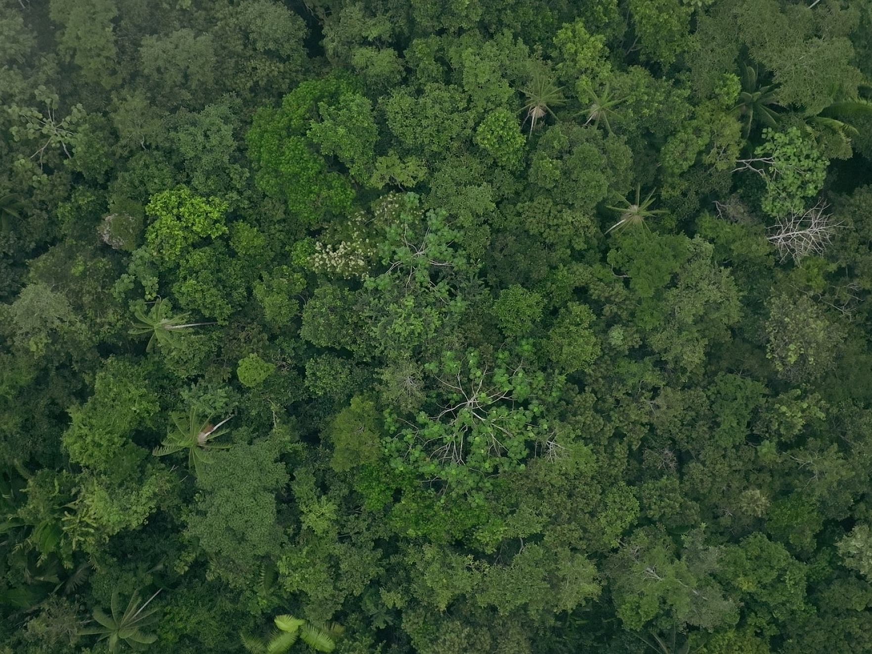 Eat trees 22