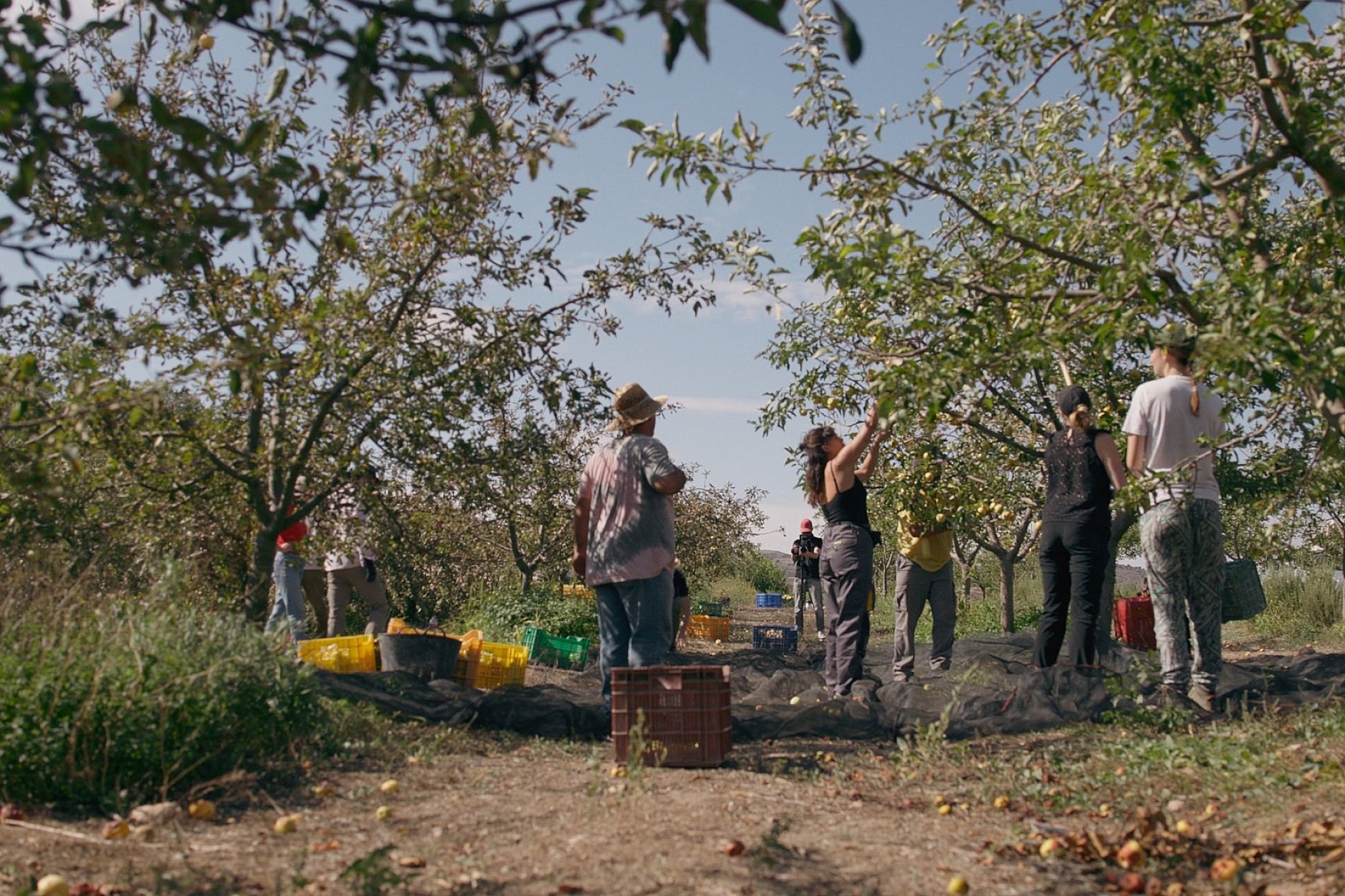 Eat trees header