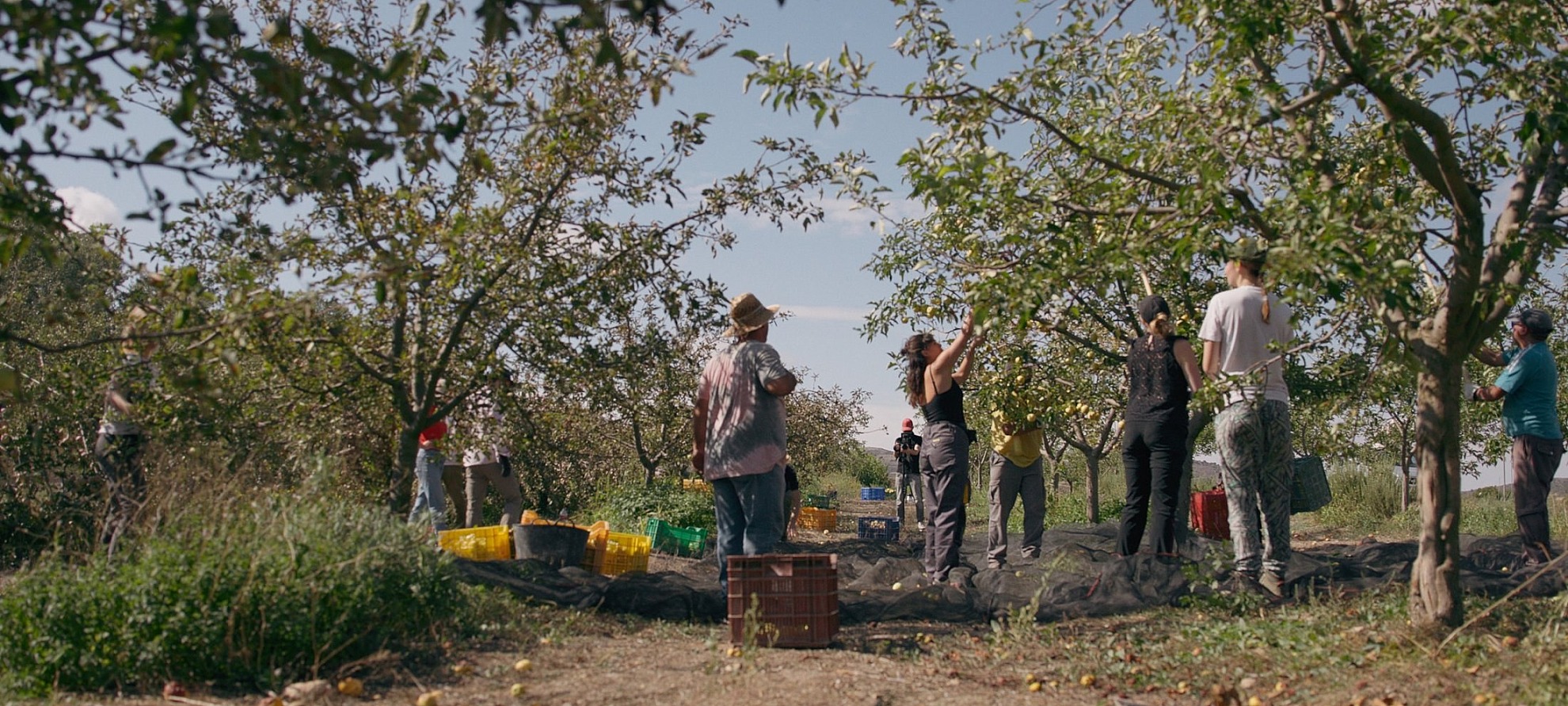 Eat trees header