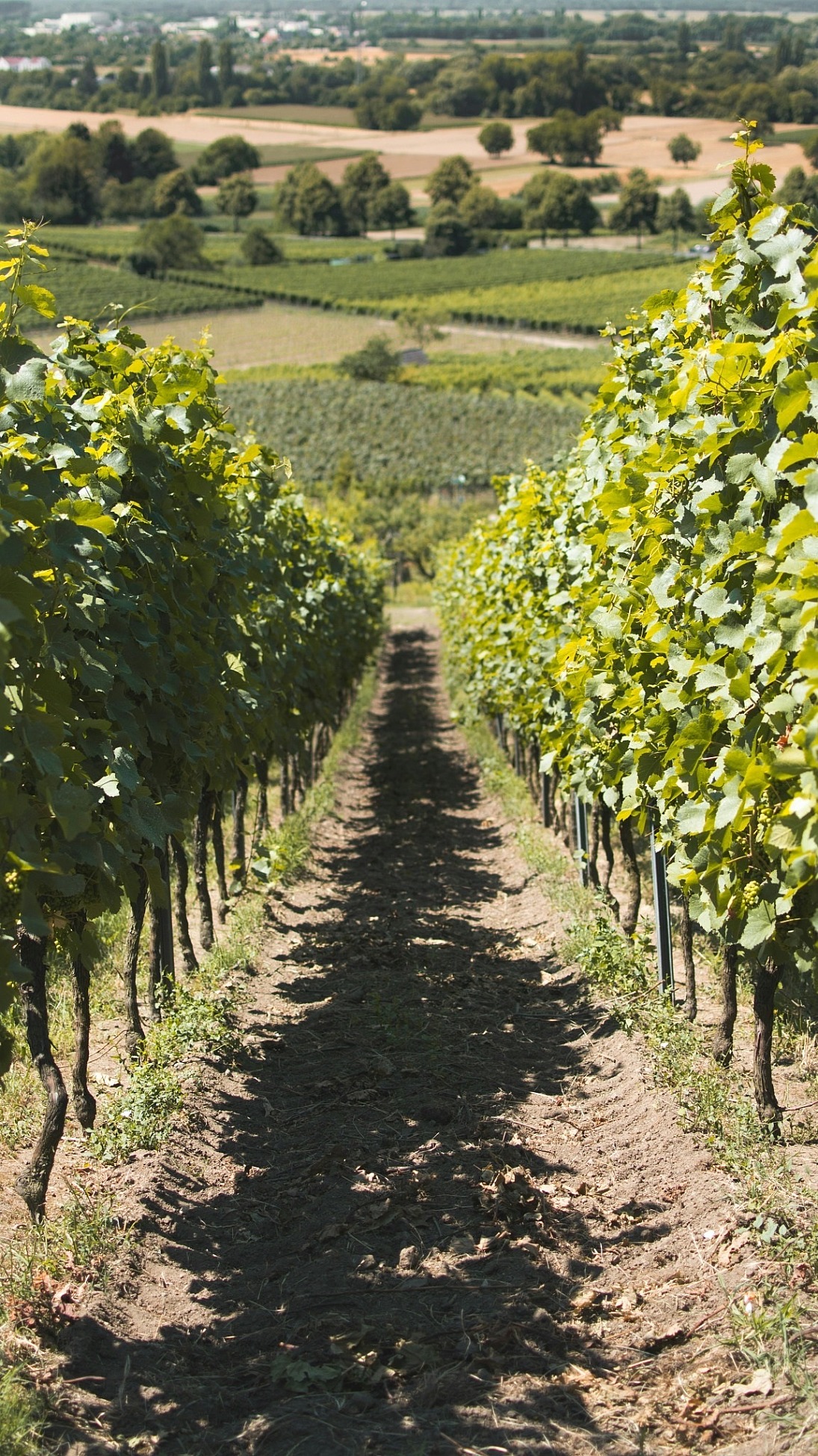 Wijntransport opkomende wijnlanden